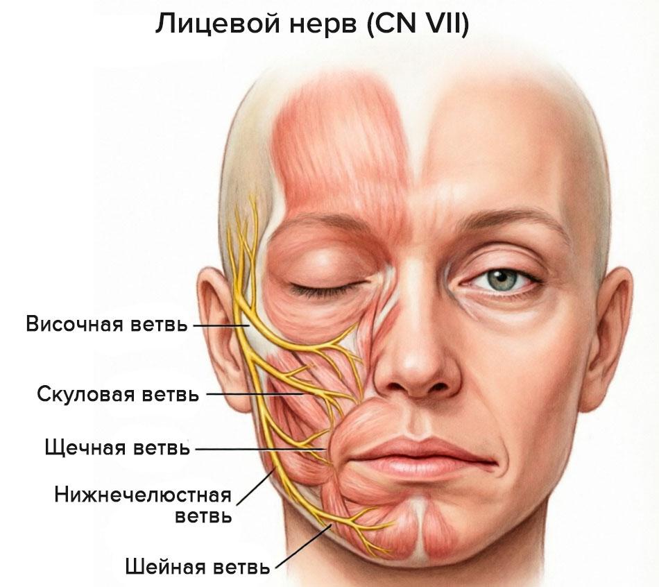 лицевой нерв